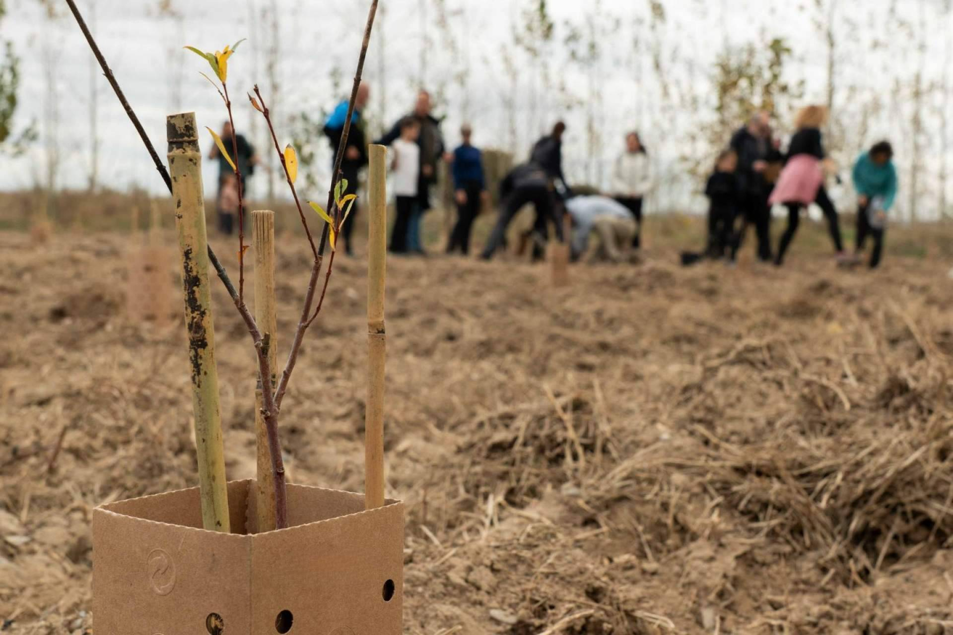 Reportes ESG e impacto forestal; cómo convertir la restauración ecológica en dato auditado