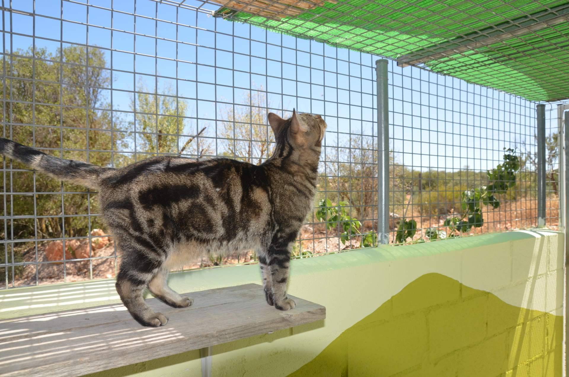 Las claves para encontrar la mejor residencia para mascotas en Madrid