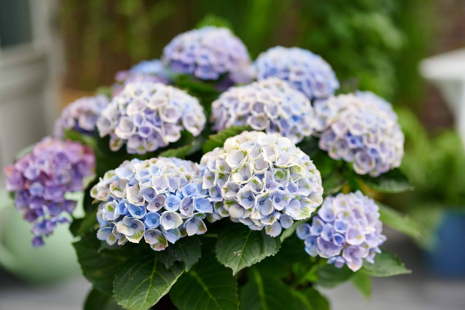 Hortensias en casa, más de 150 días de color para dar la bienvenida a la primavera