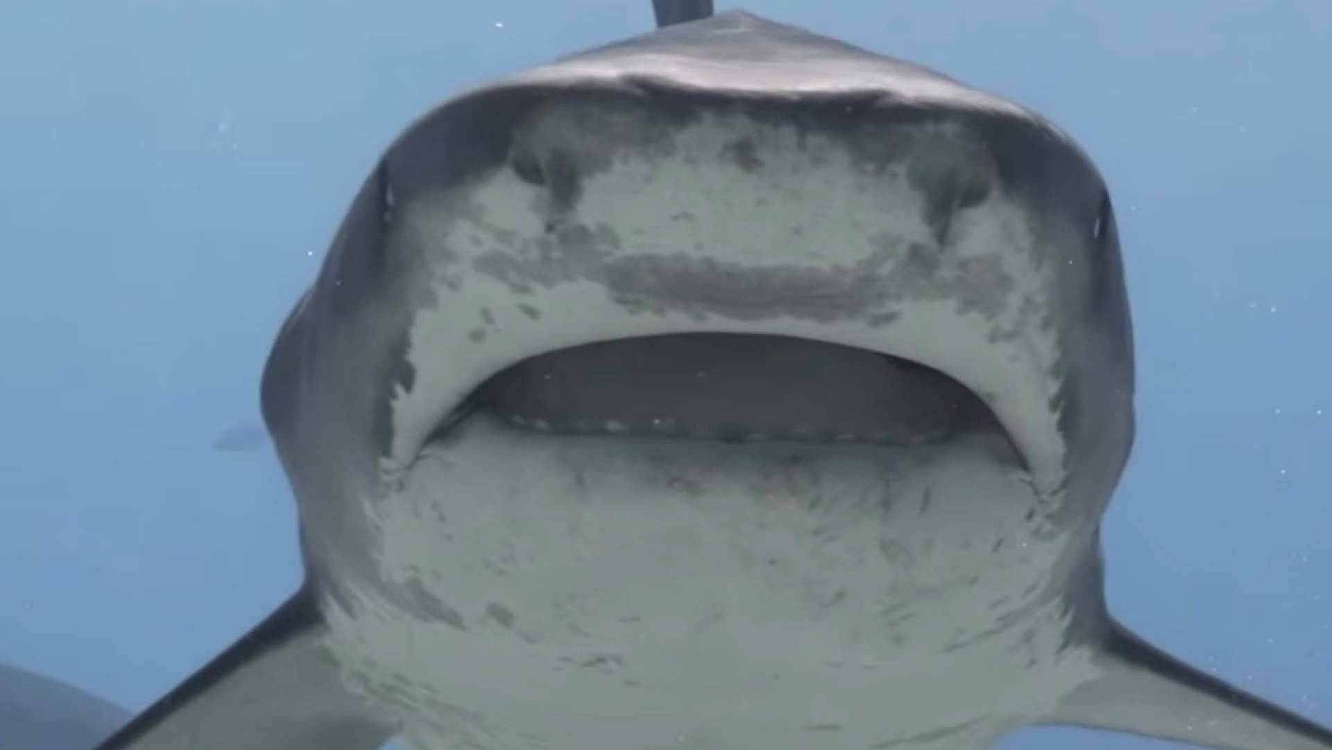 Los tiburones tigre de Maldivas podrían ser clave para la ciencia