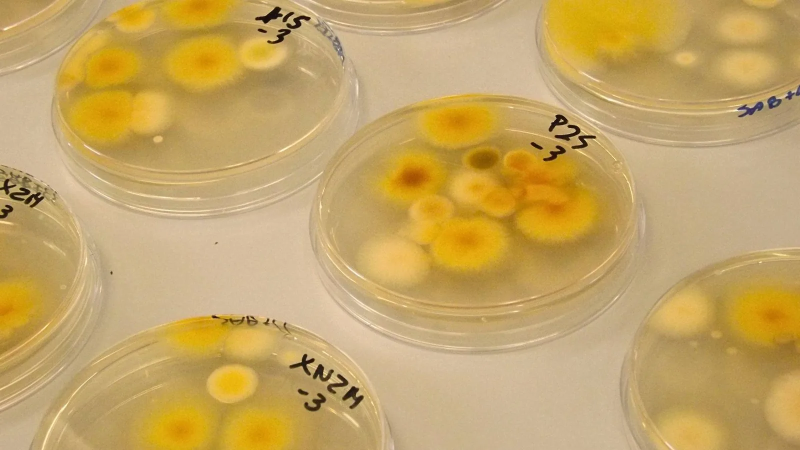 Mycrospace, la historia de dos jóvenes que decidieron transformar la microbiología con inteligencia artificial